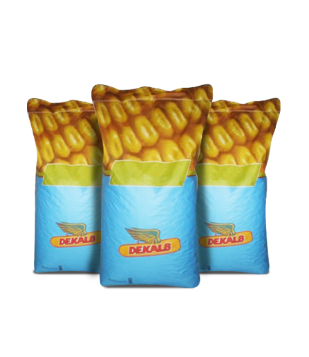 Mısır - DEKALB 6761