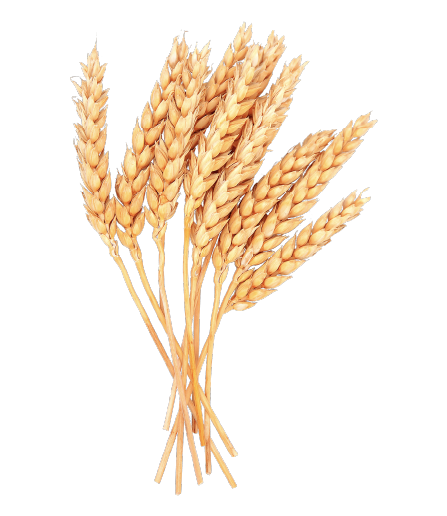 Durum Buğdayı Düşük Vasıflı