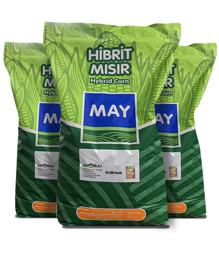 Mısır Tohumu M14G44